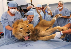 ライオンの治療