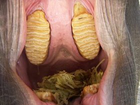 ゾウの臼歯